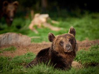 Naklejka na ściany i meble brown bear in the forest