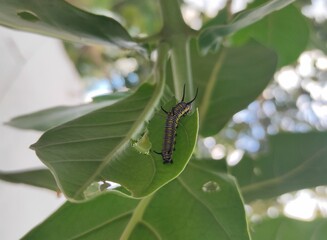 green bug on a leaf