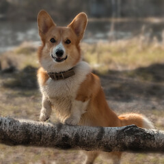 red dog breed Welsh Corgi Pembroke on a forest lake for a walk in the spring