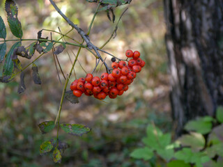 red berries on a bush