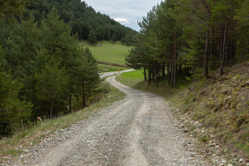 Fototapeta na wymiar Mountain curve track with spruce forest 