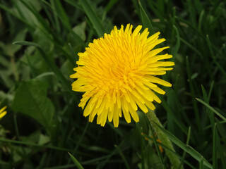 Dandelion in the grass. Yellow dandelion flower. Green grass. Close-up. Spring Green. Floral natural background