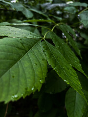 rain on leaf