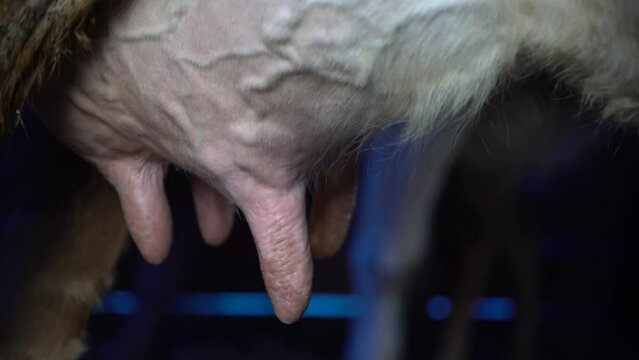 video shooting of simmental cow udder