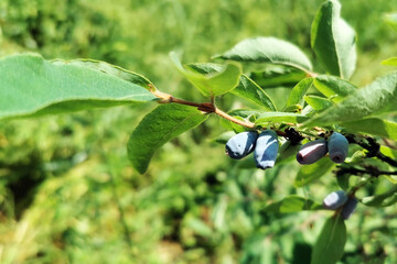 Honneyberry or blue ripe honeysuckle berries on a bush branch with fresh green leaves