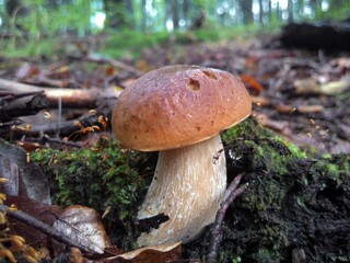 mushrooms in the forest