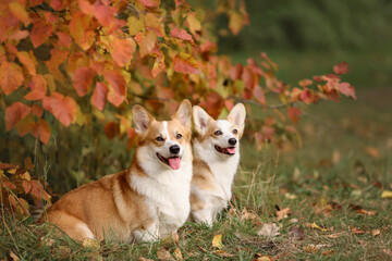 Two dogs of welsh corgi pembroke breed sitting together in autumn nature