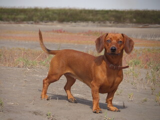 dachshund