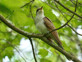 Yellow-billed cuckoo bird on a branch