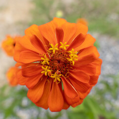 Orange-red zinnia flowers with yellow stamens. In the morning, bathed in the soft sunlight, there is a beautiful fair effect in the garden in the morning, cut with green grass, making it refreshing.