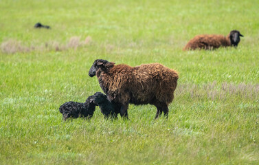 A sheep with a young lamb grazing on a green meadow among juicy grass, close-up