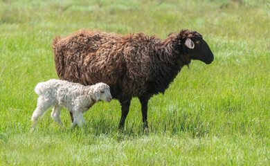 A brown sheep with a small white lamb in a meadow among juicy grass