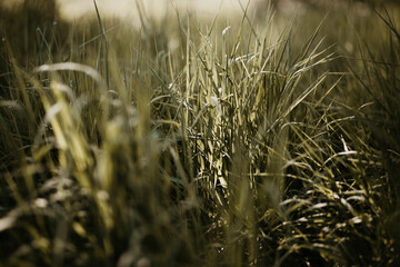Fresh green sunlit grass background. Natural tall grassy meadow, blurred areas with bokeh. Moody...