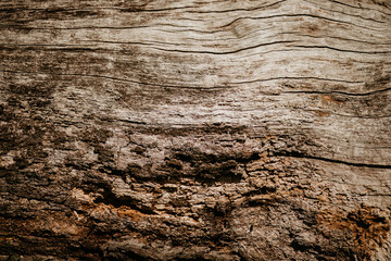 Old wood texture closeup. Cracked and worn surface, natural light. Interesting rough pattern. - obrazy, fototapety, plakaty