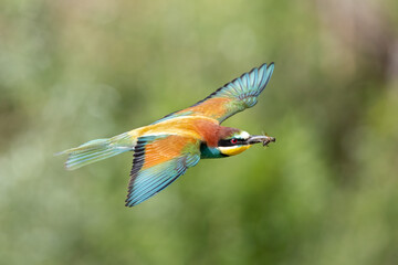 Bird in flight European bee eater flying Merops apiaster