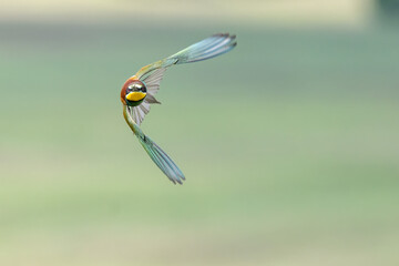 Bird in flight European bee eater flying Merops apiaster
