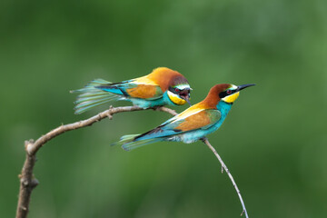 bee eater pair perched on a branch merops apiaster in natural habitat