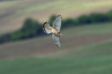 Bird of prey in flight common kestrel Falco tinnunculus flying