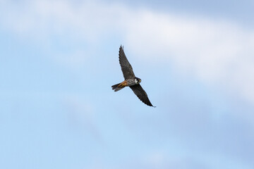 Bird in flight Eurasian hobby Falco subbuteo flying on blue sky