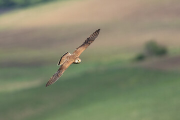 Bird of prey in flight common kestrel Falco tinnunculus flying