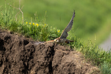 Bird of prey in flight common kestrel Falco tinnunculus flying