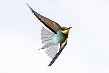 Bird in flight European bee eater flying Merops apiaster