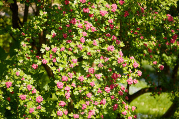 Crataegus laevigata, Głóg dwuszyjkowy ,różowy