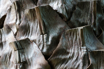 Close-up of an old palm or banana tree trunk, background.