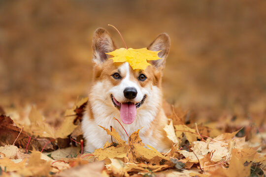 Happy dog of welsh corgi pembroke breed among fallen leaves in autumn