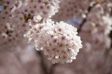 Pink sakura flower, Cherry blossom tree in the park.