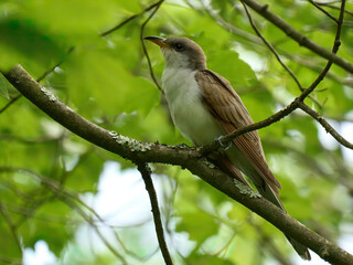 Yellow-billed cuckoo bird on a branch
