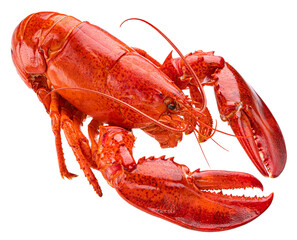 Red lobster isolated on white background, full depth of field