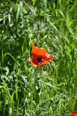 red poppy flower