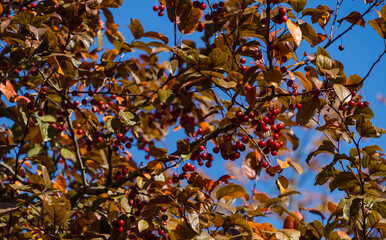 Alot of small red apples of Siberian crab apple (Malus baccata) against sunny background of autumn...