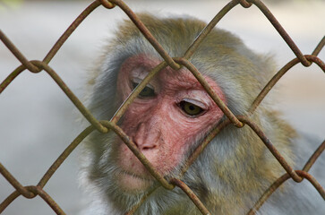 A monkey is looking at something in sad eyes. sad monkey behind a net in a zoo cage. animal abuse