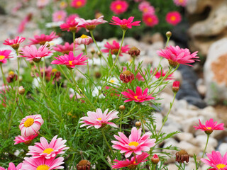 Pink daisies. Close-up