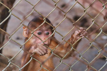 a sad monkey is holding onto a net in a zoo cage. animal abuse. freedom for wild animals