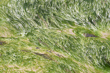 Seaweed on the beach at Whipsiderry Newquay Cornwall