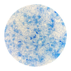Blue budding yeast cell on white background.