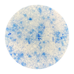 Blue budding yeast cell on white background.