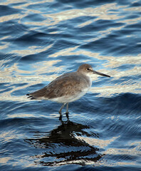 Willet (Tringa semipalmata) in the shore of the beach