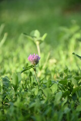 flowers in the garden purple