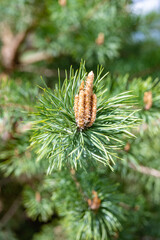 young shoots of pine