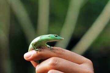 Green tree lizard or emerald green skink is a non-threatened species although it not commonly seen but it is, however, becoming more and more popular in the exotic pet trade