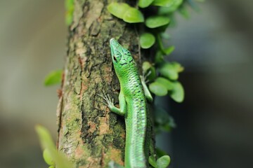 Green tree lizard or emerald green skink is a non-threatened species although it not commonly seen but it is, however, becoming more and more popular in the exotic pet trade
