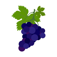 Grapes icon. Colorful fruits on a white background. Illustration.	