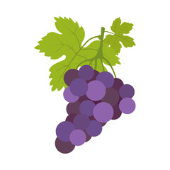 Grapes icon. Colorful fruits on a white background. Illustration.	