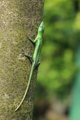 Green tree lizard or emerald green skink is a non-threatened species although it not commonly seen but it is, however, becoming more and more popular in the exotic pet trade