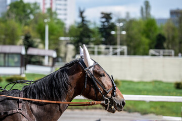 beautiful horse of black suit close-up on the hippodrome
