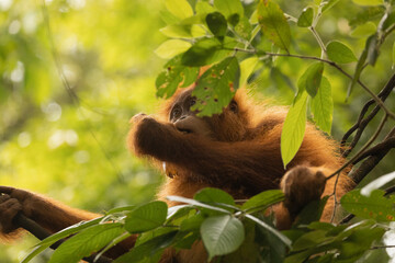 Wild female Sumatran Orangutan, eating leaves, and living in the rainforest of North Sumatra, Indonesia, Southeast Asia